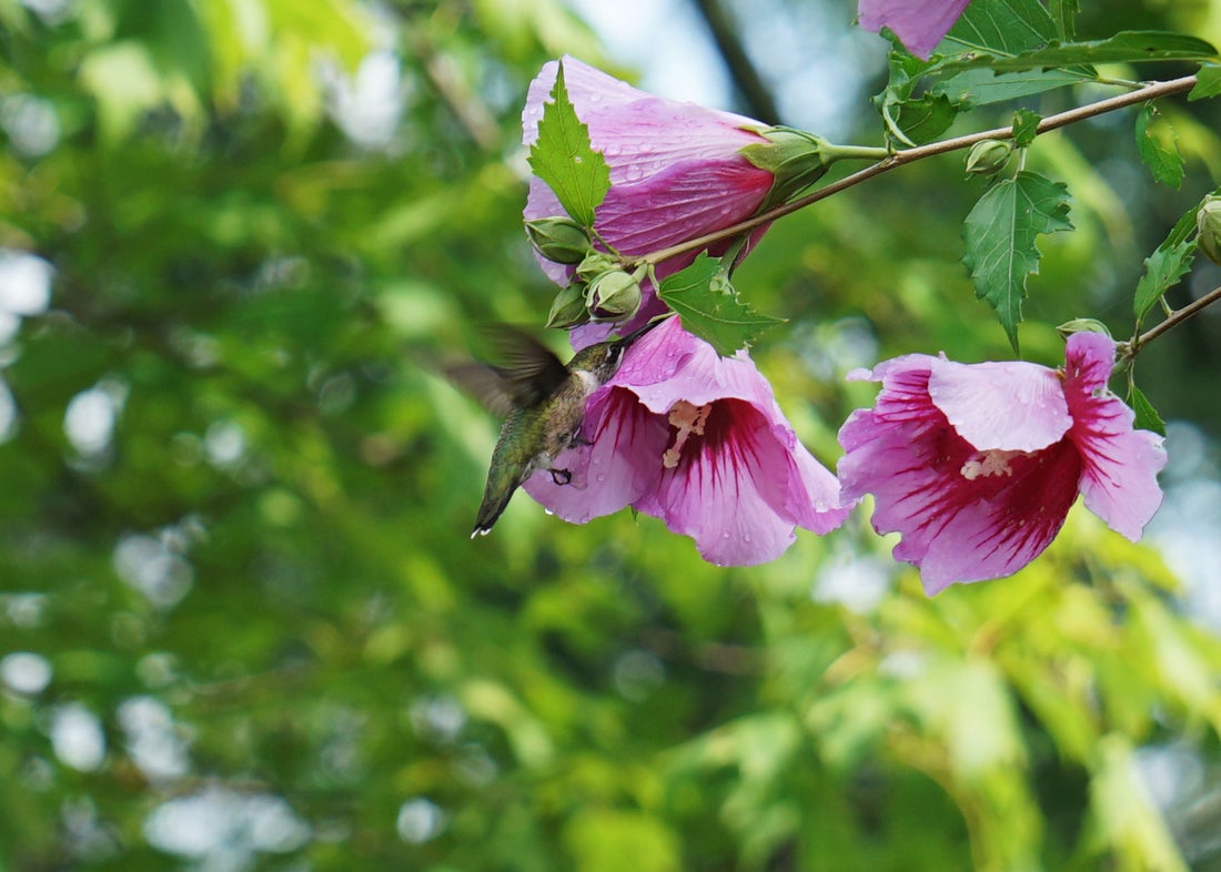 Purple Pillar® Rose of Sharon Hibiscus PW - 2 Gallon