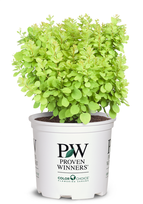 Barberry Sunjoy® Mini Saffron - 2 Gallon | J. Berry Nursery