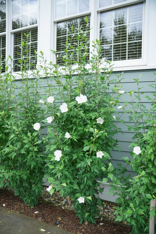 White Pillar® Rose of Sharon Hibiscus - 2 Gallon