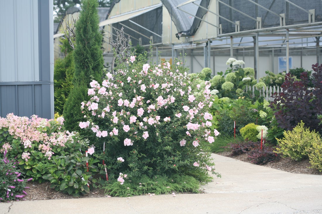 Pink Chiffon® Rose of Sharon Hibiscus PW - 2 Gallon