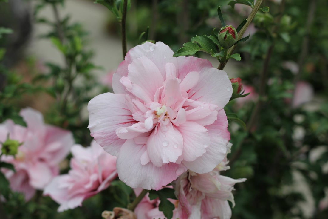 Pink Chiffon® Rose of Sharon Hibiscus PW - 2 Gallon