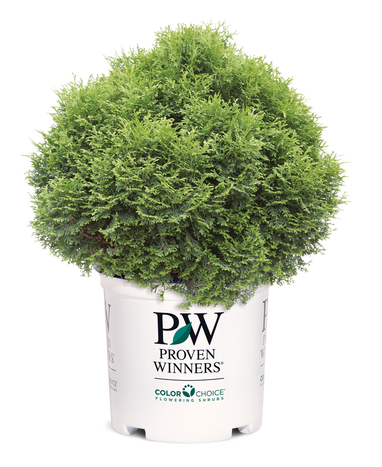 Thuja Dwarf Tater Tot™ - 1 Gallon