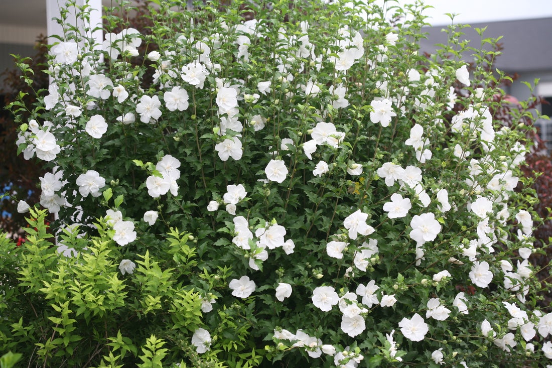 Althea Rose of Sharon White Chiffon® - 2 Gallon