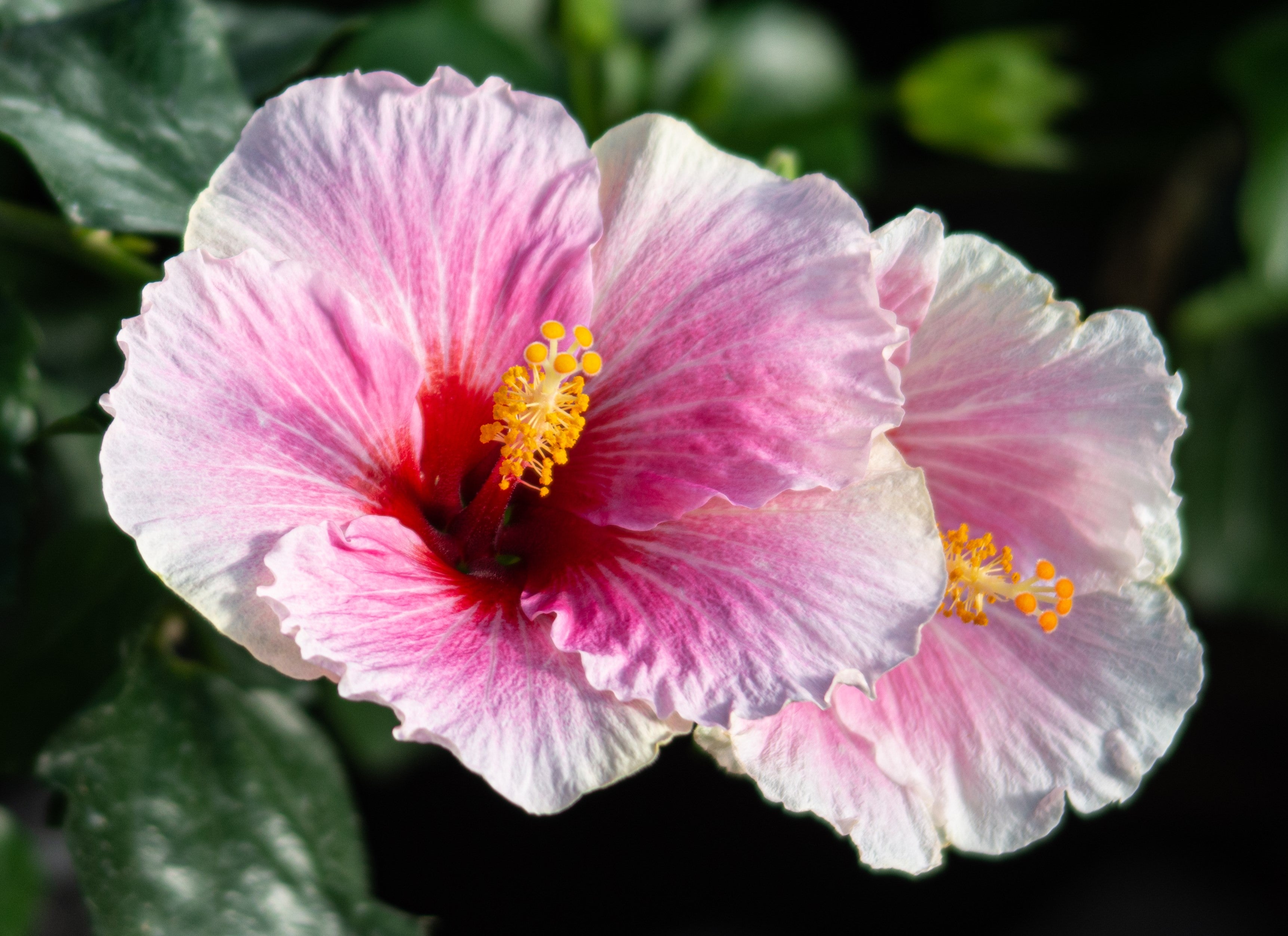 America's Sweetheart™ - Hollywood® Hibiscus - 1 Gallon