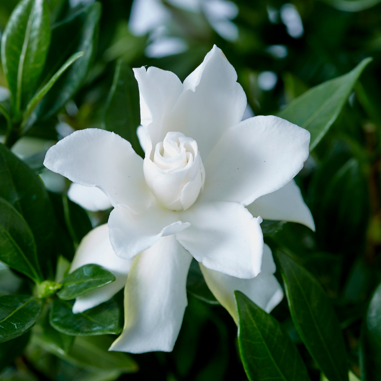Celestial Star™ White Gardenia Evergreen Shrub - 1 Gallon