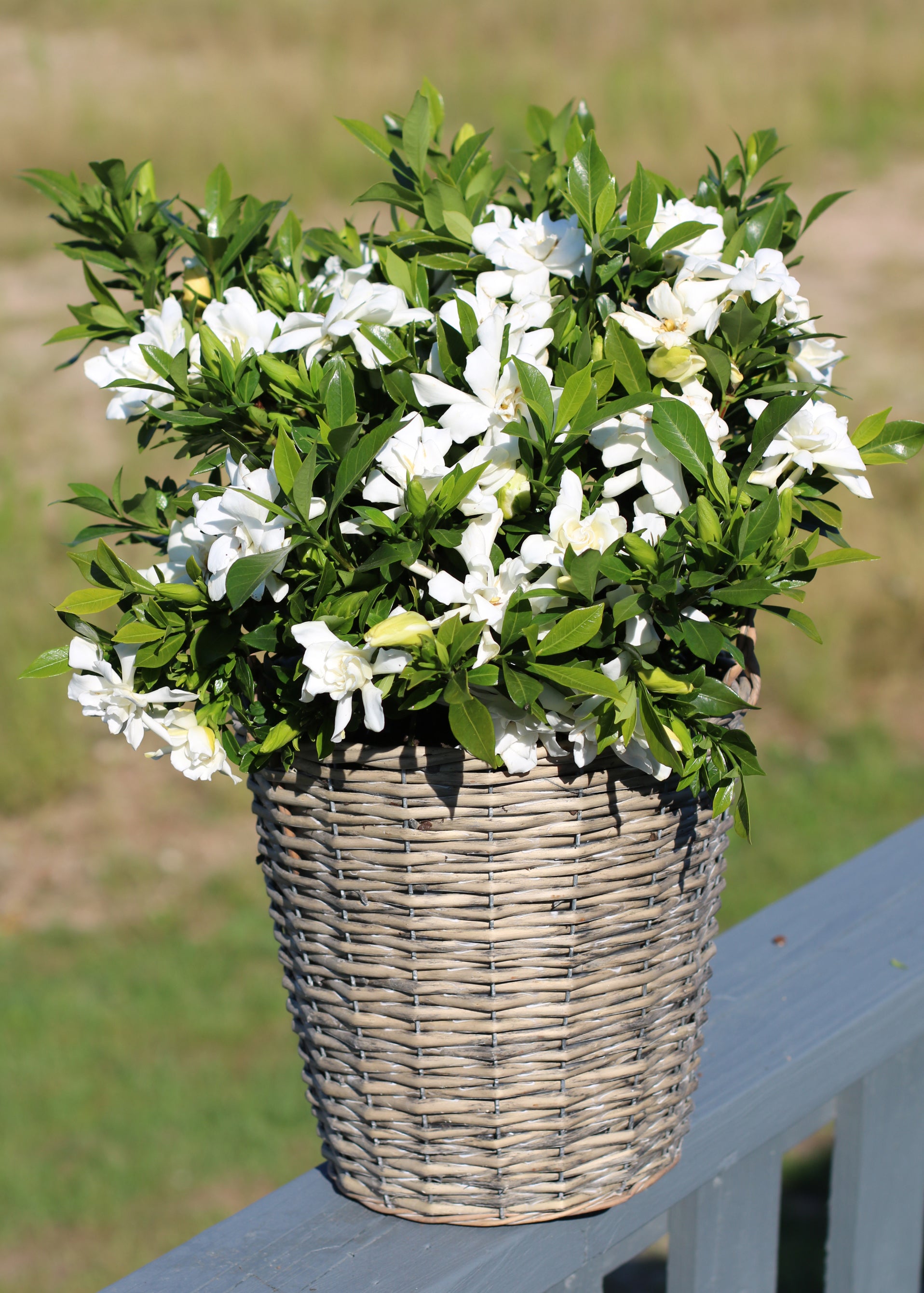Celestial Star™ White Gardenia Evergreen Shrub - 2 Gallon