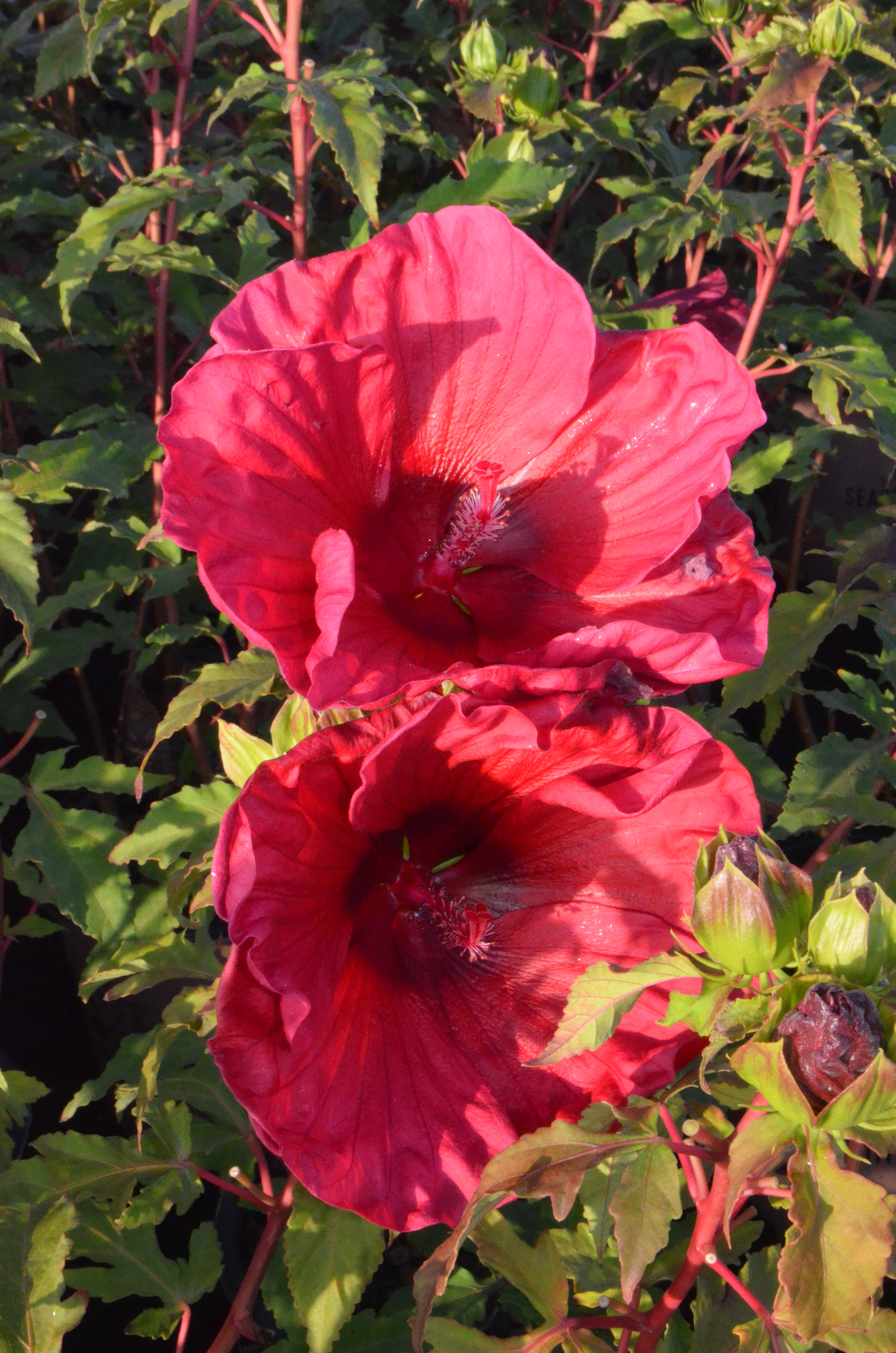 Pink Champagne™ - Summer Spice® Hardy Hibiscus - 1 Gallon