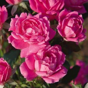 Pink Double Rose - Knock Out® - 1 Gallon