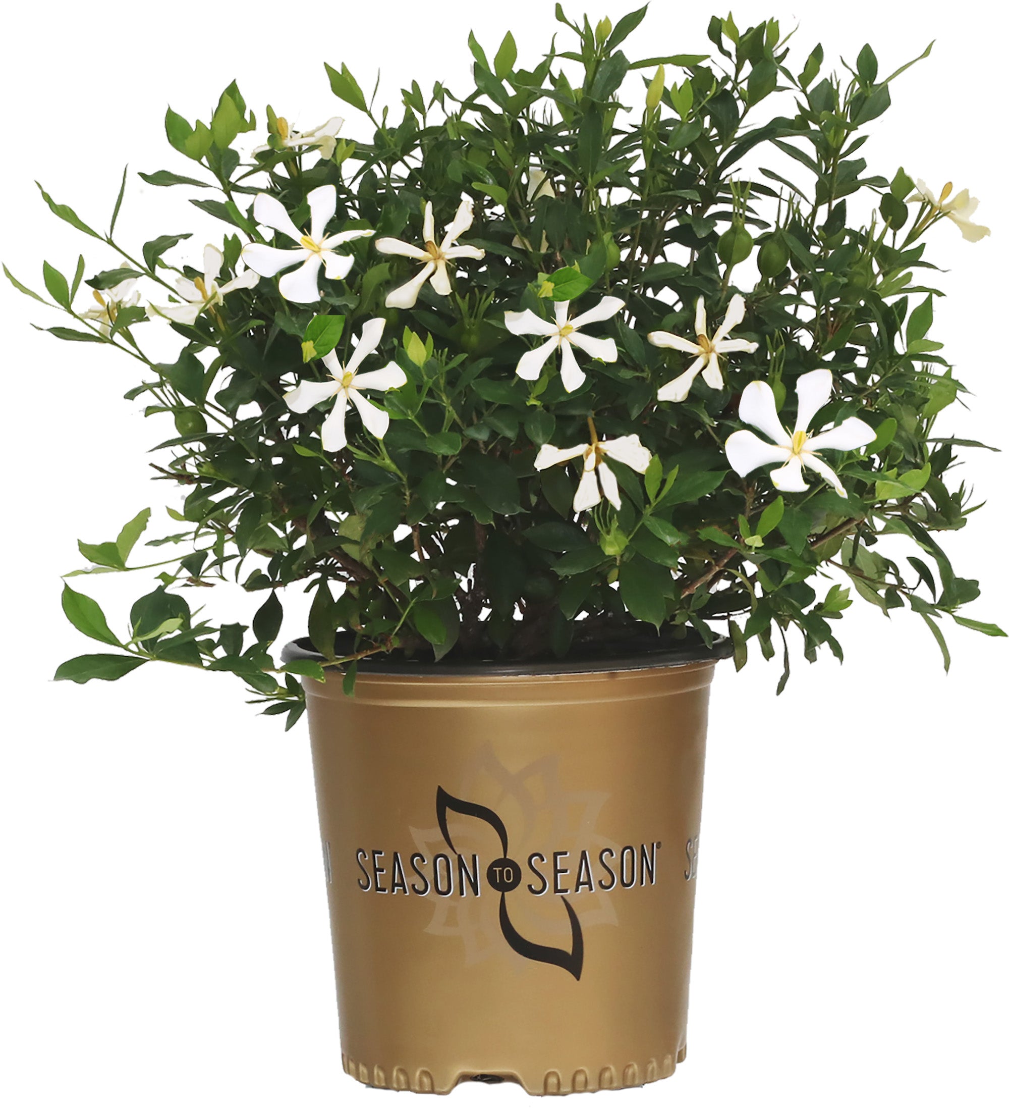 Endless Bliss™ Gardenia Flowering Evergreen Shrub - 1 Gallon
