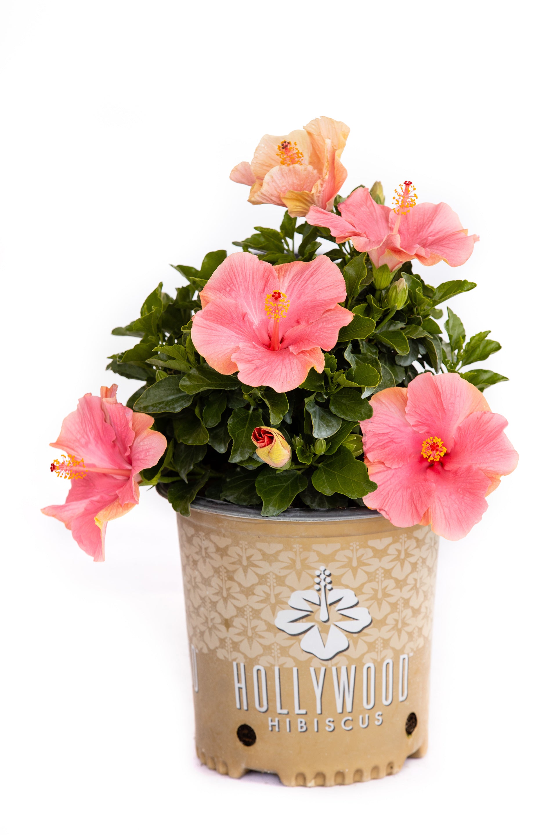 First Lady™ - Hollywood® Hibiscus - 2 Gallon