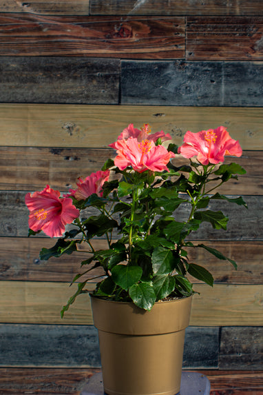 can you plant hardy hibiscus in a pot Hollywood Hibiscus® First Lady™ - 9" Self-Watering Pot