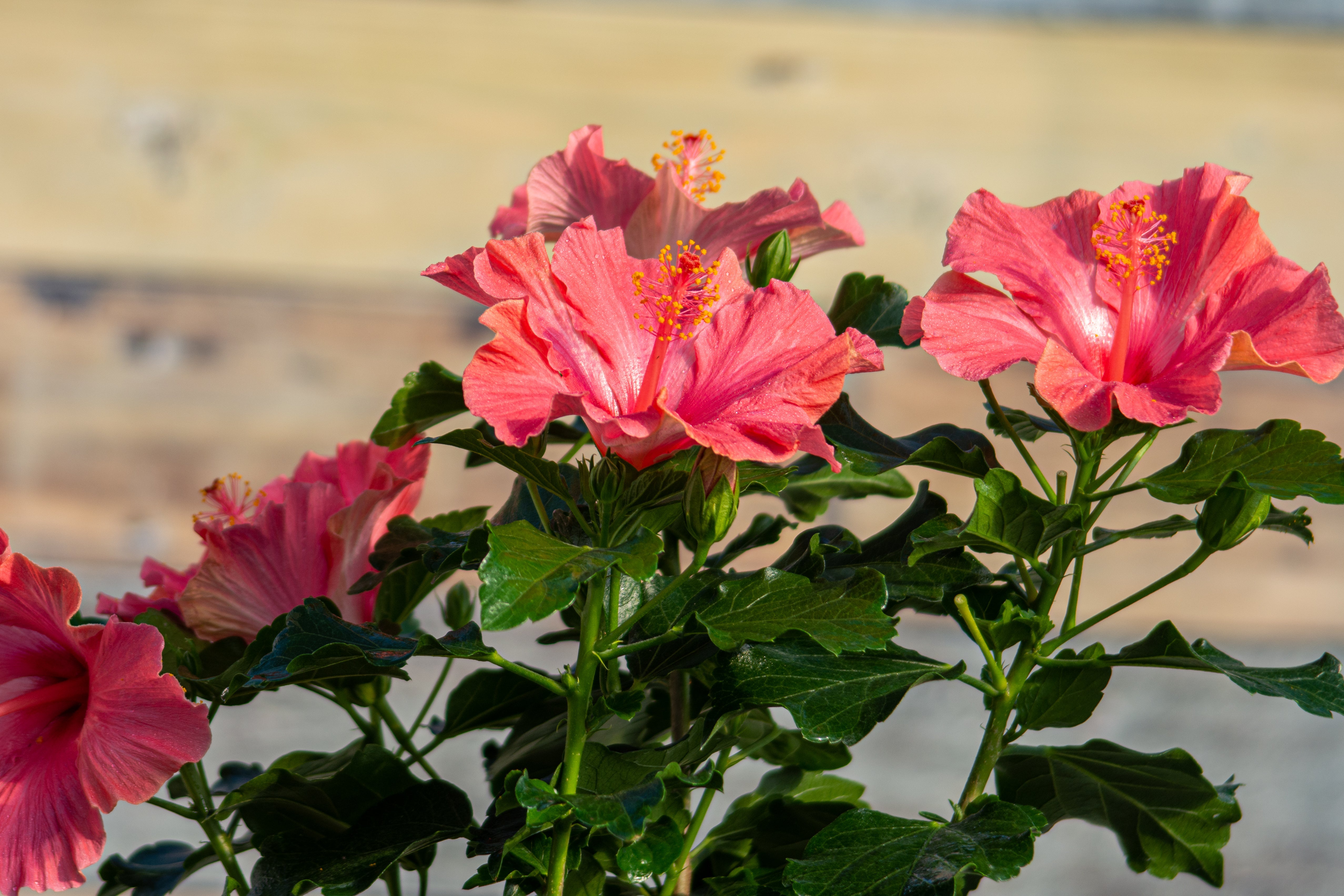 potted hibiscus plants for sale Hollywood Hibiscus First Lady