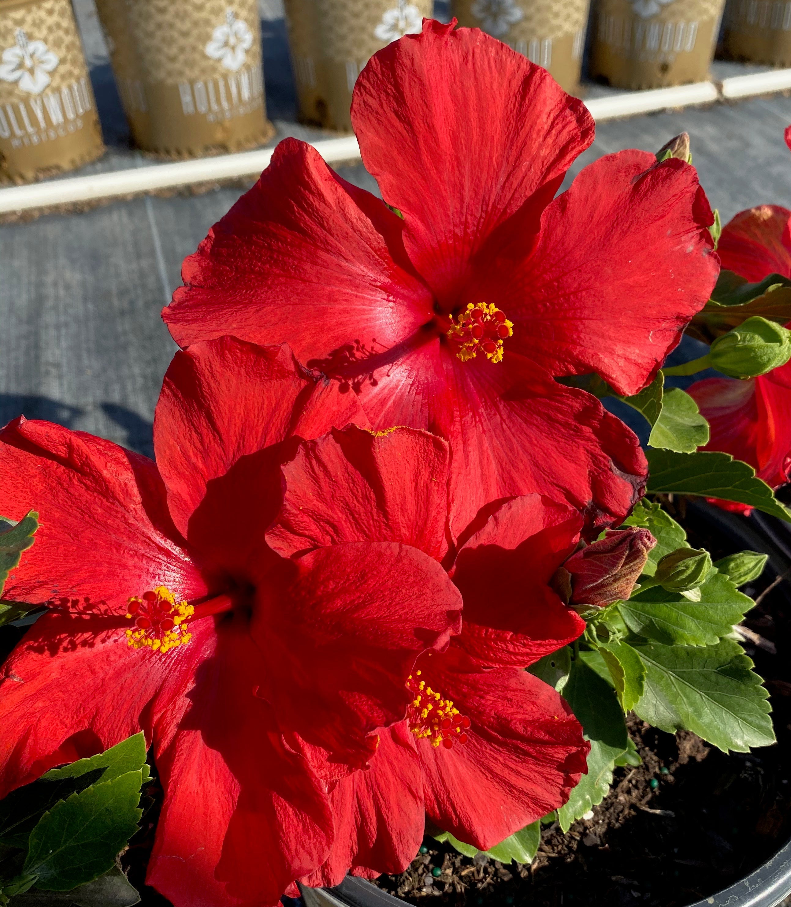 First to Arrive™ - Hollywood® Hibiscus - 1 Gallon