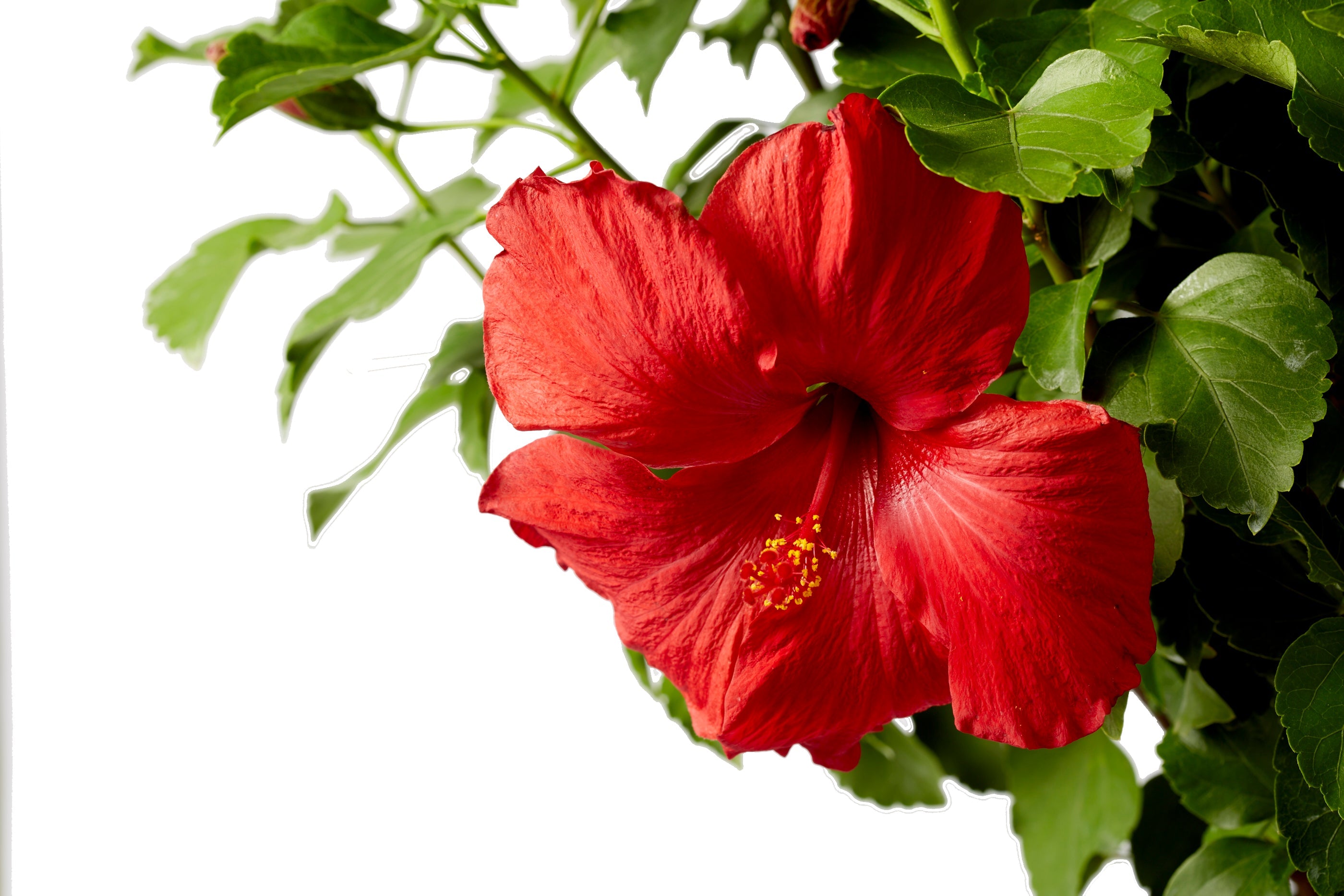 First to Arrive™ - Hollywood® Hibiscus - 1 Gallon