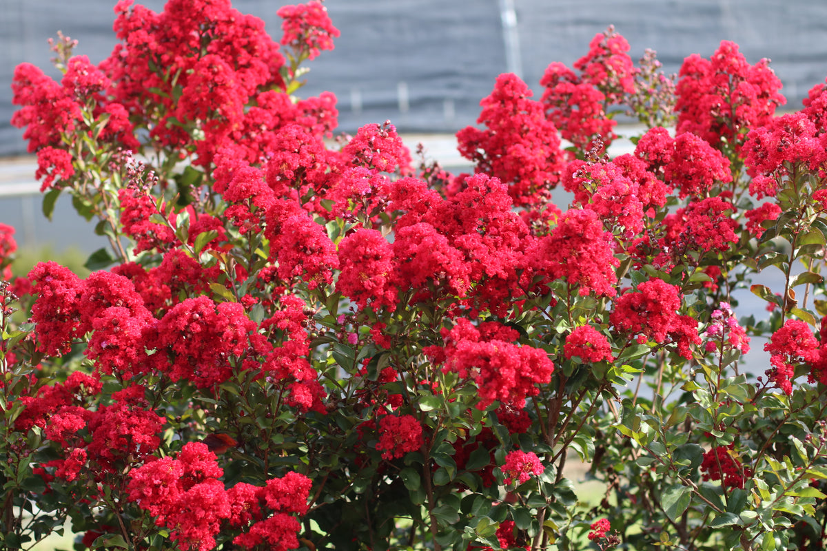 Garnet King™ - Emerald Empire® Crape Myrtle Flowering Shrub - 2 Gallon ...