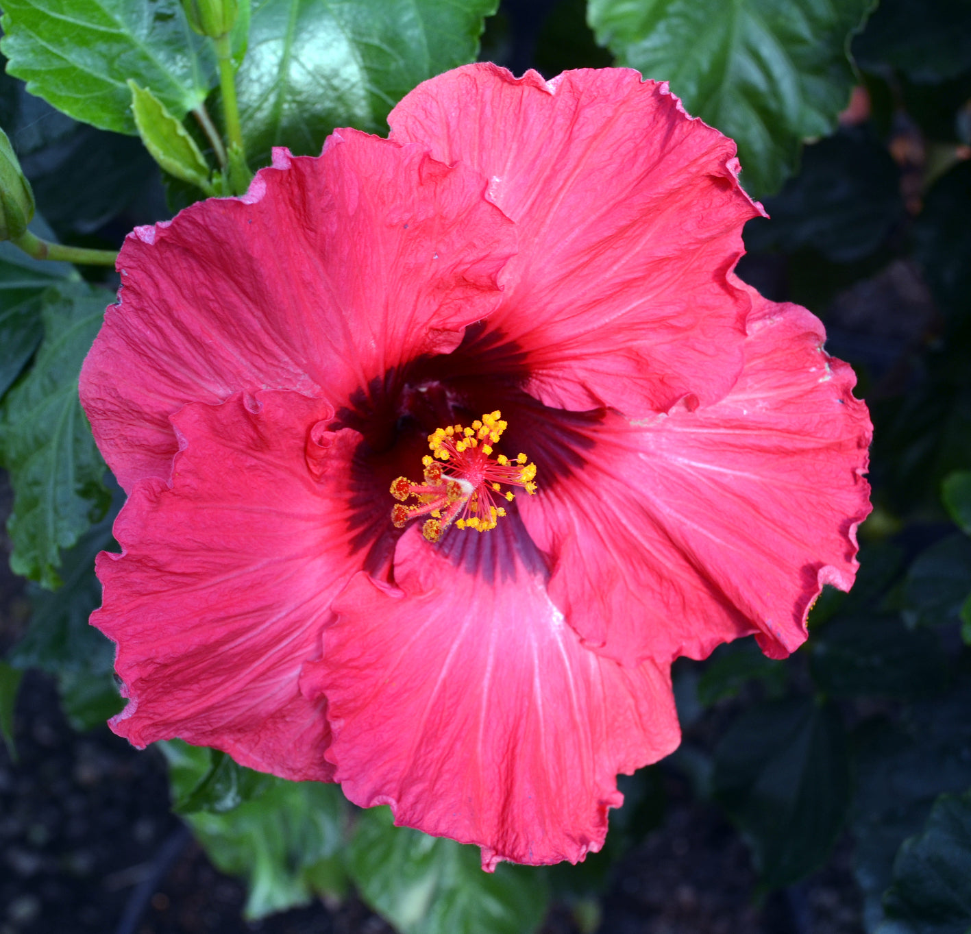 Glamour Gal™ - Hollywood® Hibiscus - 1 Gallon