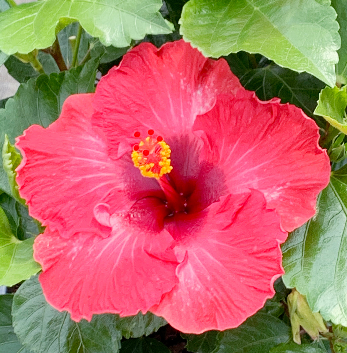 Glamour Gal™ - Hollywood® Hibiscus - 1 Gallon | J. Berry Nursery