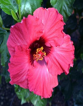 Glamour Gal™ - Hollywood® Hibiscus - 2 Gallon