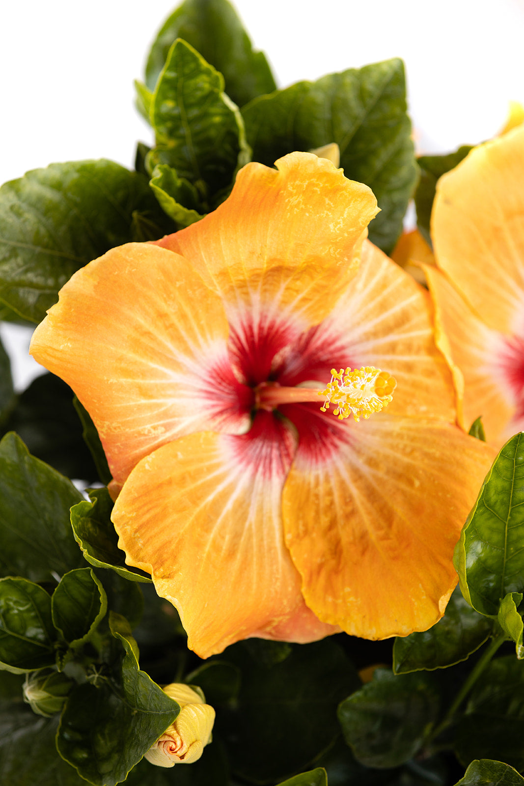 VIP™ (Formerly Gold Digger™) - Hollywood® Hibiscus - 2 Gallon