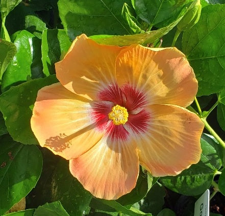 VIP™ (Formerly Gold Digger™) - Hollywood® Hibiscus - 2 Gallon