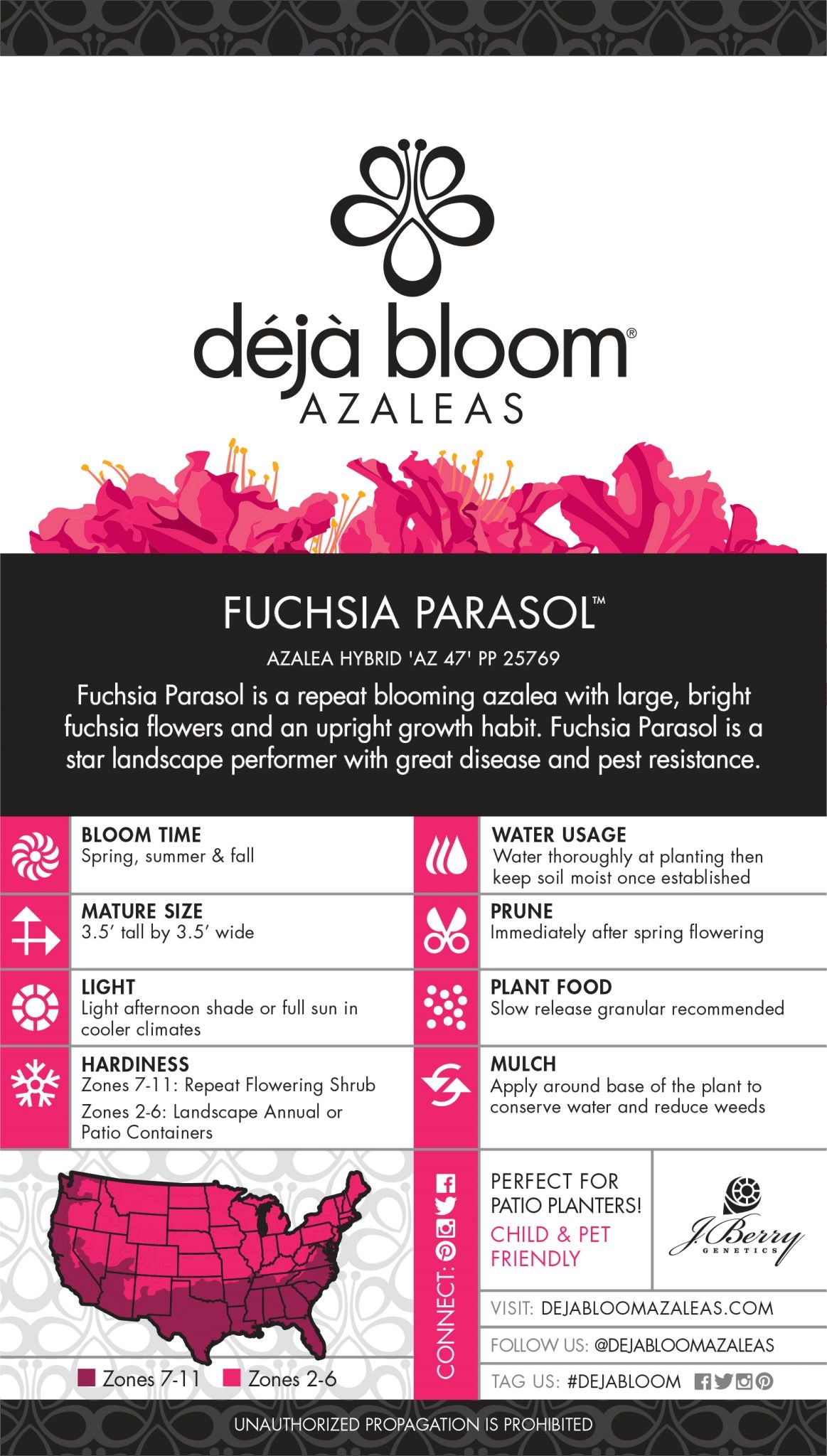 Fuchsia Parasol™ - Deja Bloom® Azalea Flowering Shrub - 2 Gallon