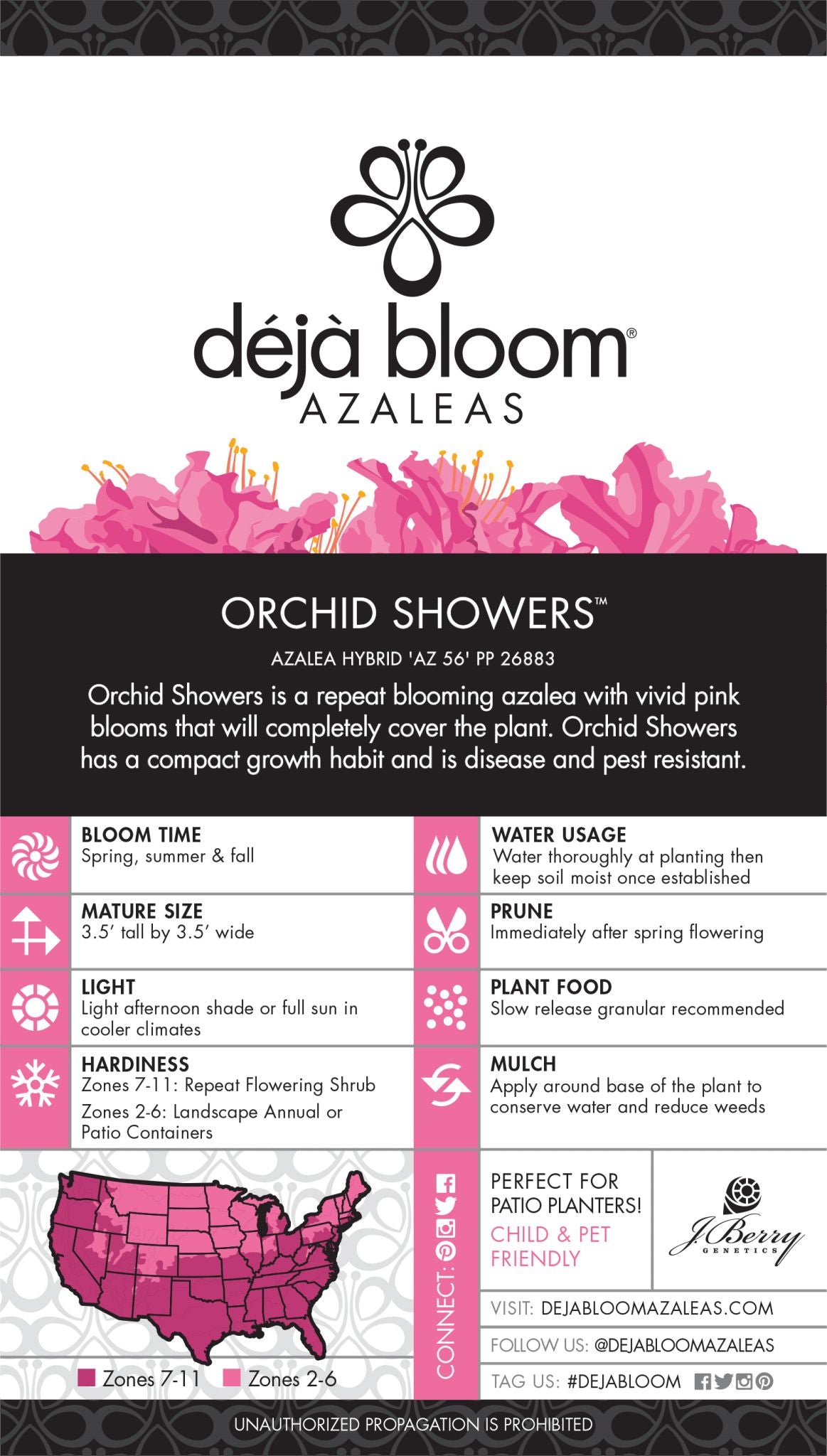 Orchid Showers™ - Deja Bloom® Azalea Flowering Shrub - 2 Gallon