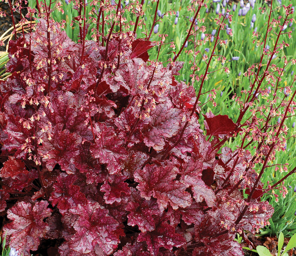 2.25 Gal. Heuchera Berry Marmalade Perennial Plant with Purple Foliage