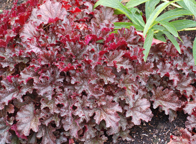2.25 Gal. Heuchera Berry Marmalade Perennial Plant with Purple Foliage