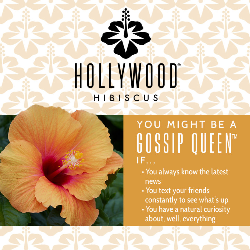 Gossip Queen™ Hollywood® Hibiscus - 2 Gallon