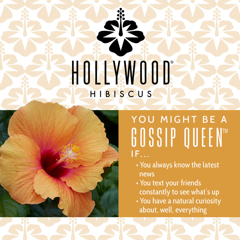 Gossip Queen™ Hollywood® Hibiscus - 2 Gallon | J. Berry Nursery