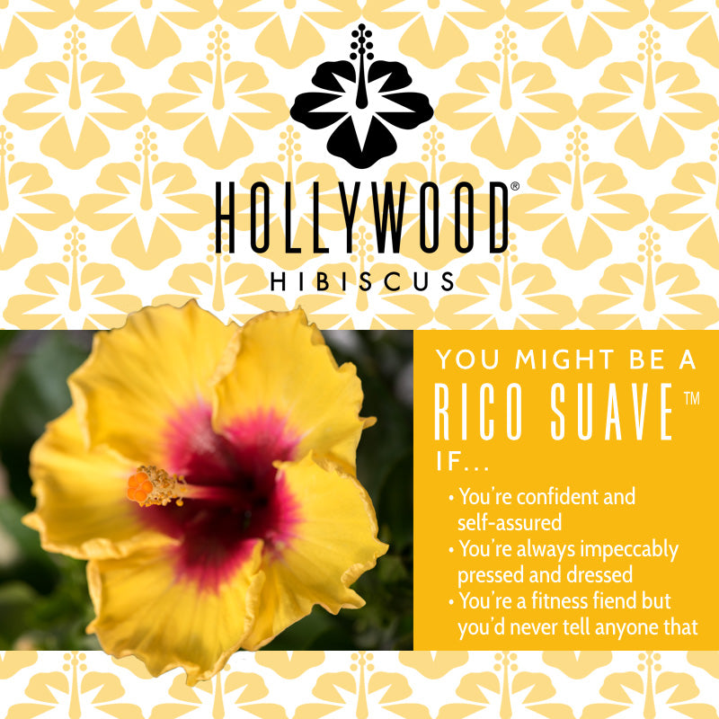 Rico Suave™ - Hollywood® Hibiscus - 2 Gallon