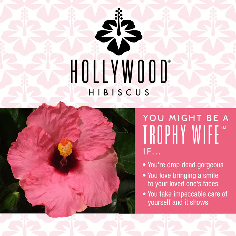 Talk of the Town™ (Formerly Trophy Wife™) - Hollywood® Hibiscus - 1 Gallon