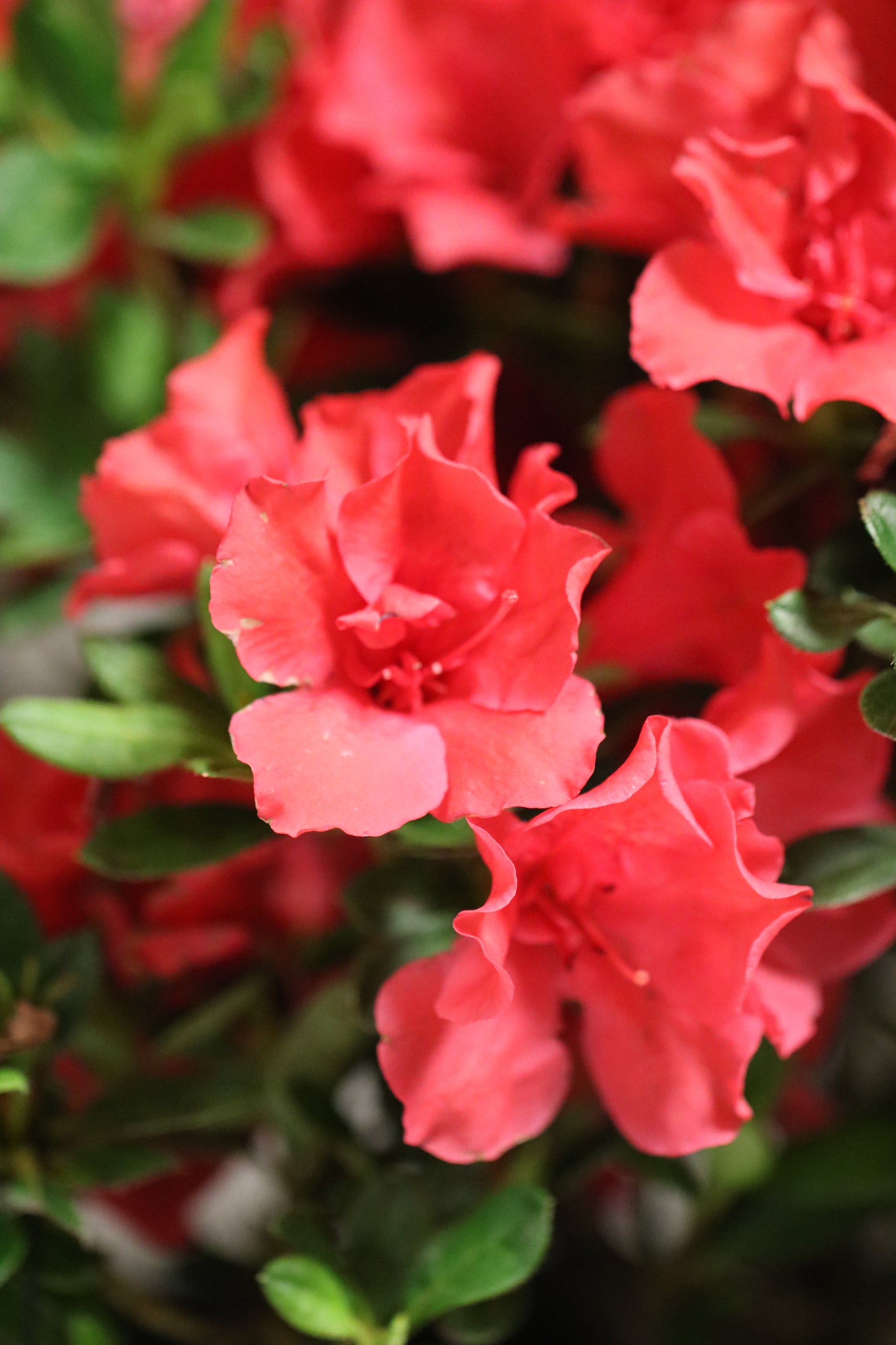 Cherry Pinata™ - Deja Bloom® Azalea Flowering Shrub with Light Red Blooms - 2 Gallon