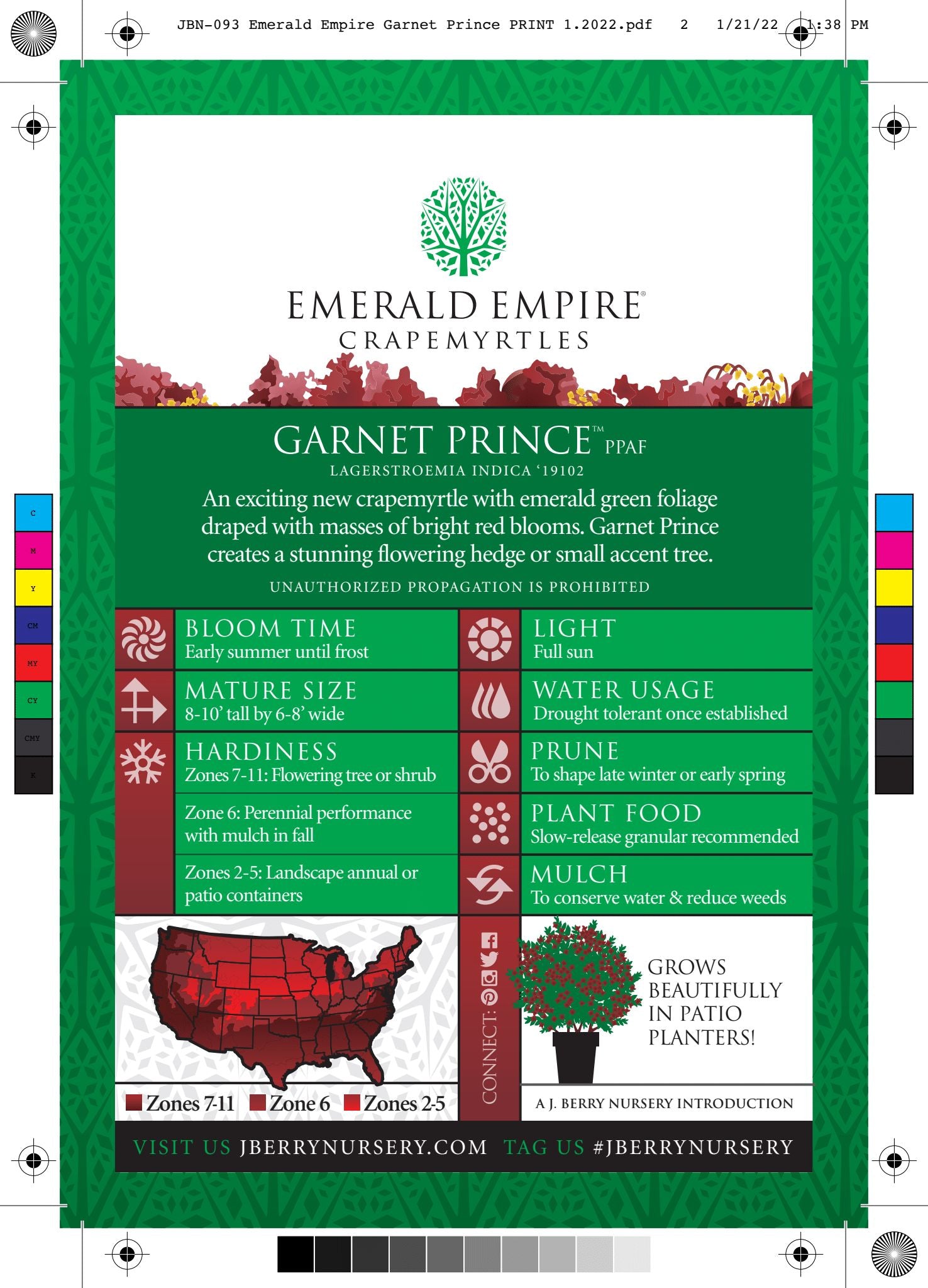 Garnet Prince™ - Emerald Empire® Deciduous Crape Myrtle Tree - 2 Gallon