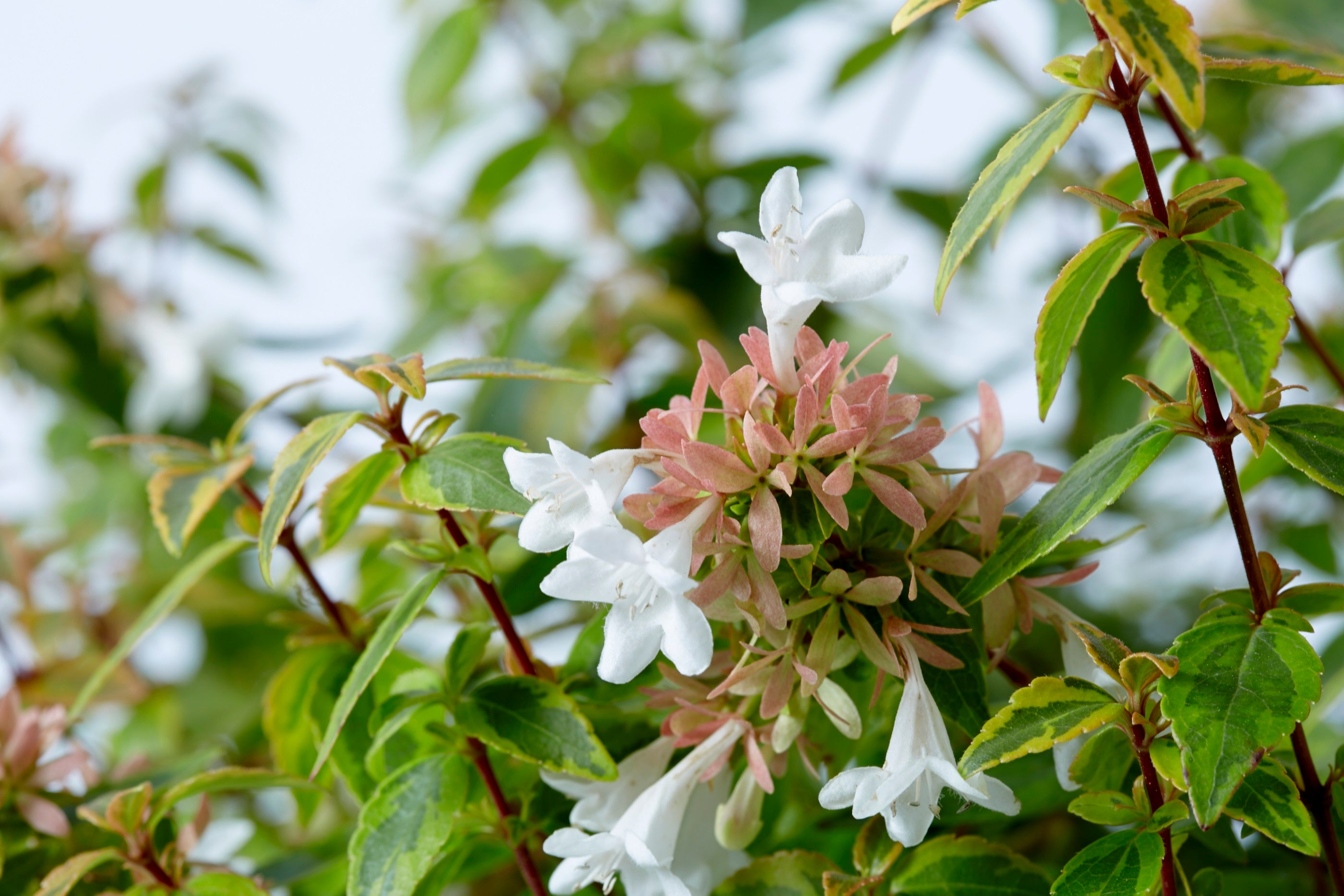 Kaleidoscope™ Abelia  Flowering Shrub with White Blooms - 2 Gallon