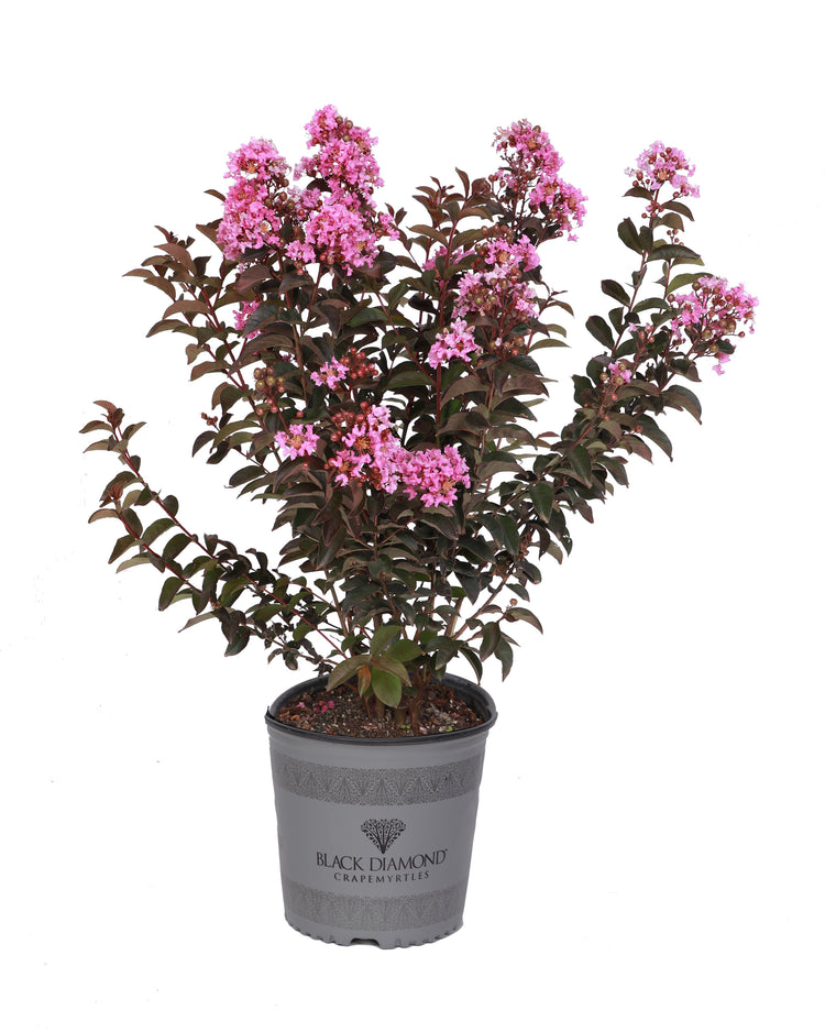 lavender lace plant Crape Myrtle Black Diamond® Lavender Lace™ - 2 Gallon