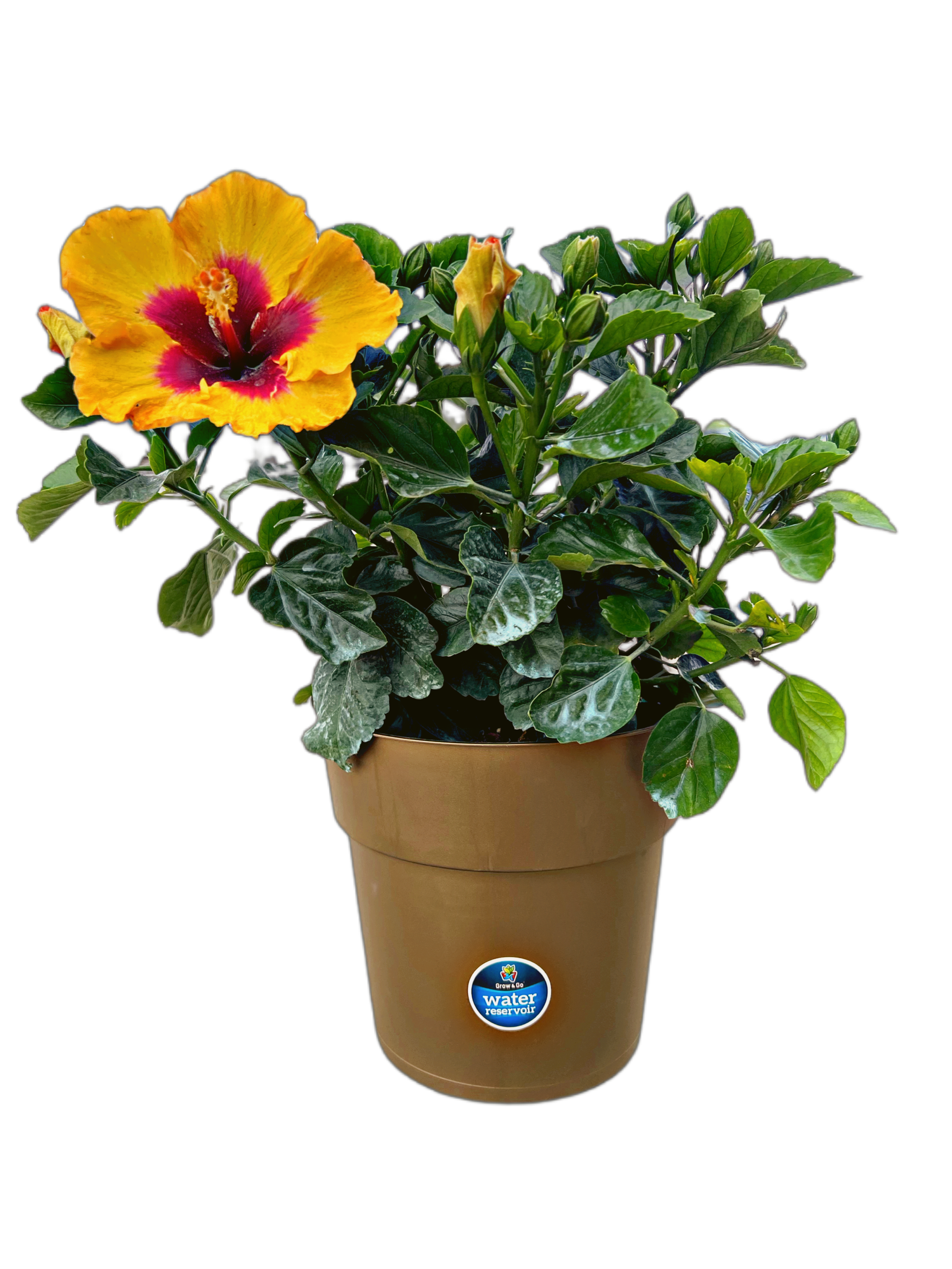 Rico Suave™ - Hollywood® Hibiscus - 9" Self Water Pot