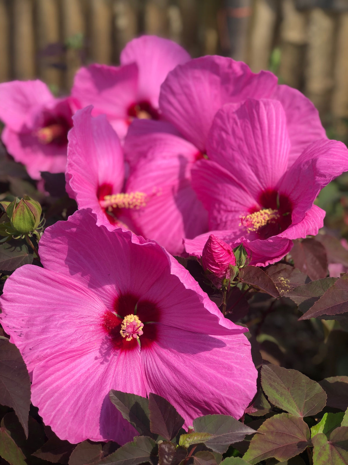 Products | J. Berry Nursery