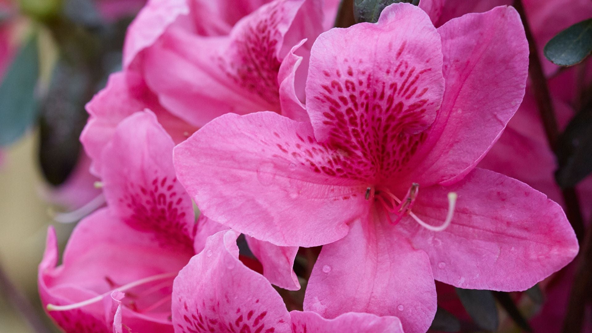 Orchid Showers™ - Deja Bloom® Azalea Flowering Shrub - 2 Gallon