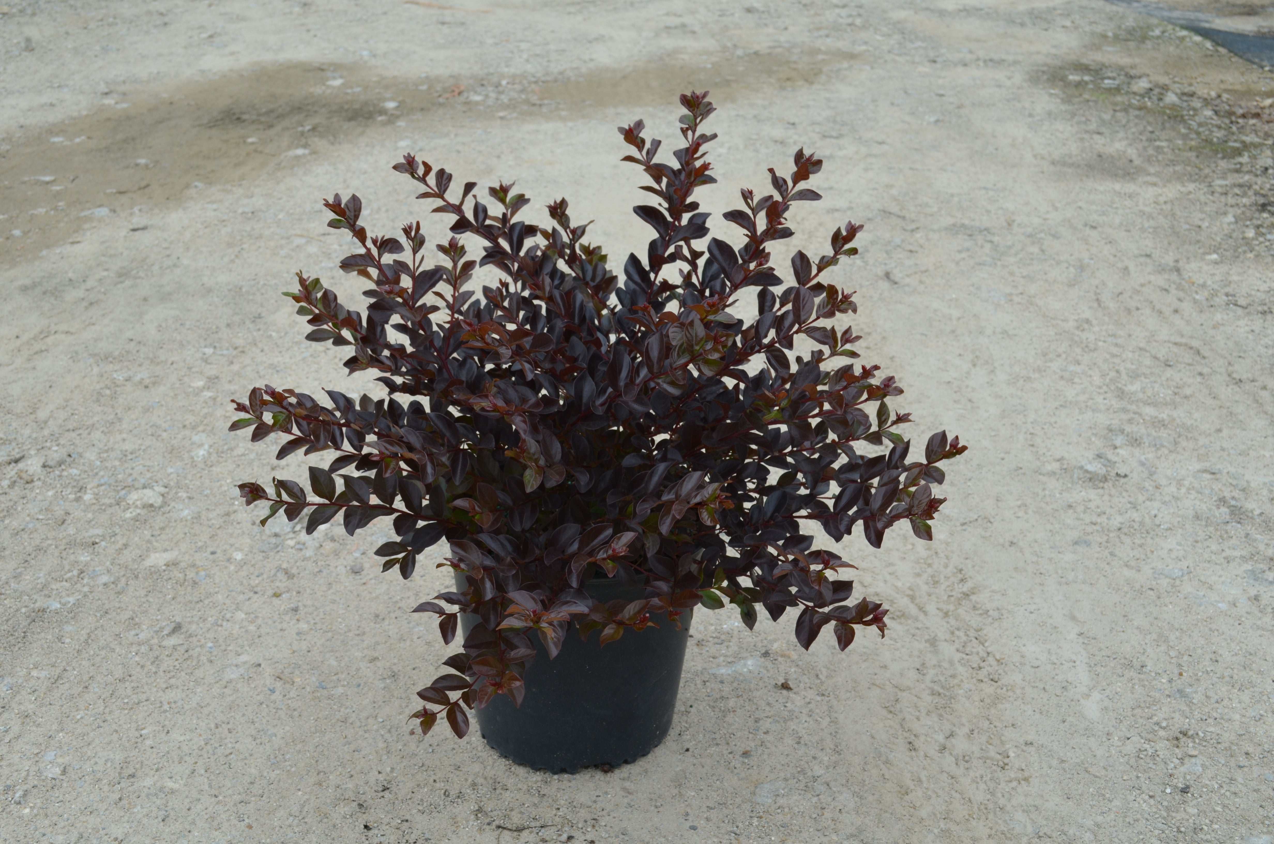 Pavé Pink™ Black Diamond® Dwarf Crape Myrtle - 1 Gallon