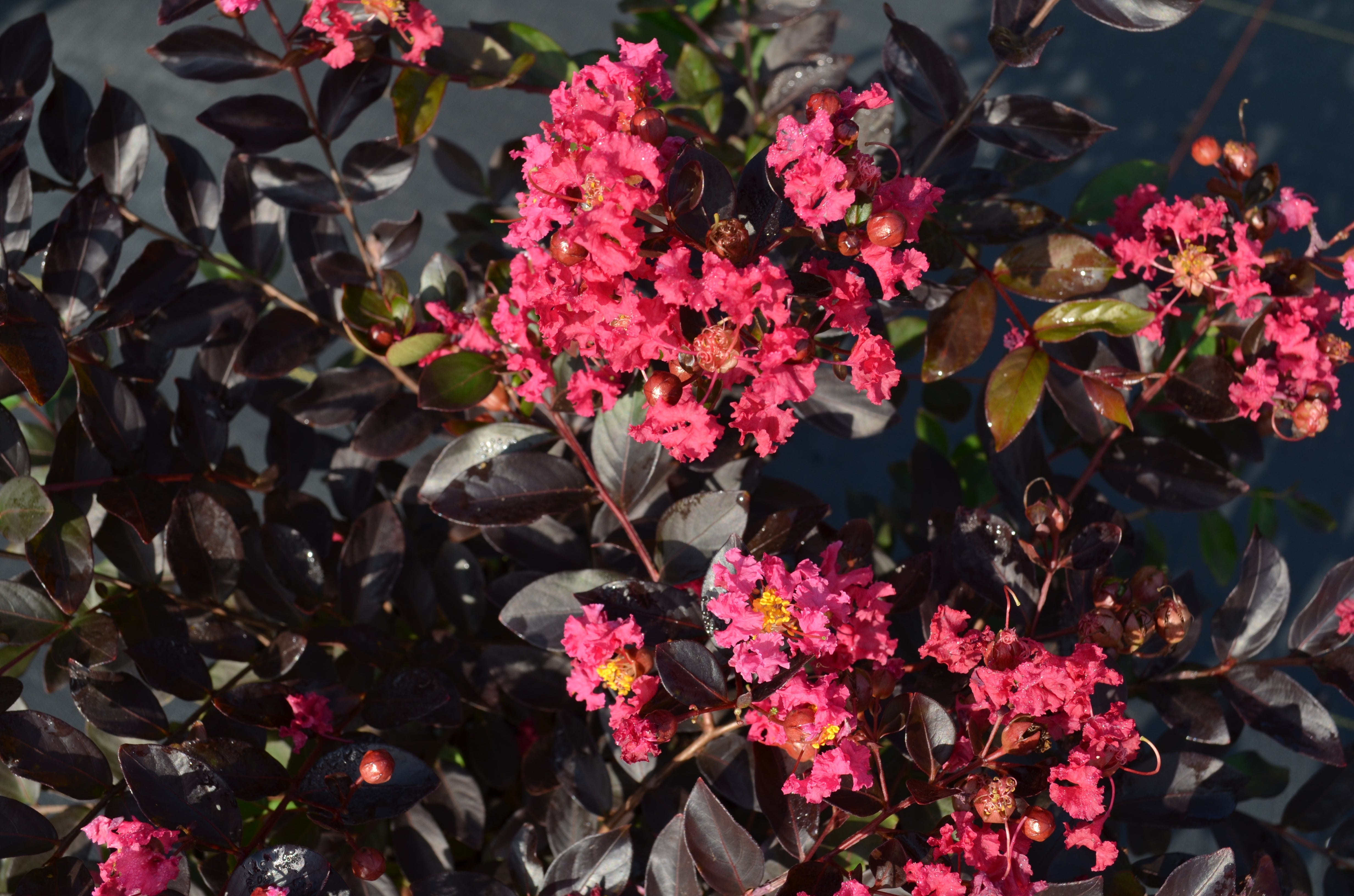 Pavé Pink™ Black Diamond® Dwarf Crape Myrtle - 2.5 Gallon Whiskey Barrel