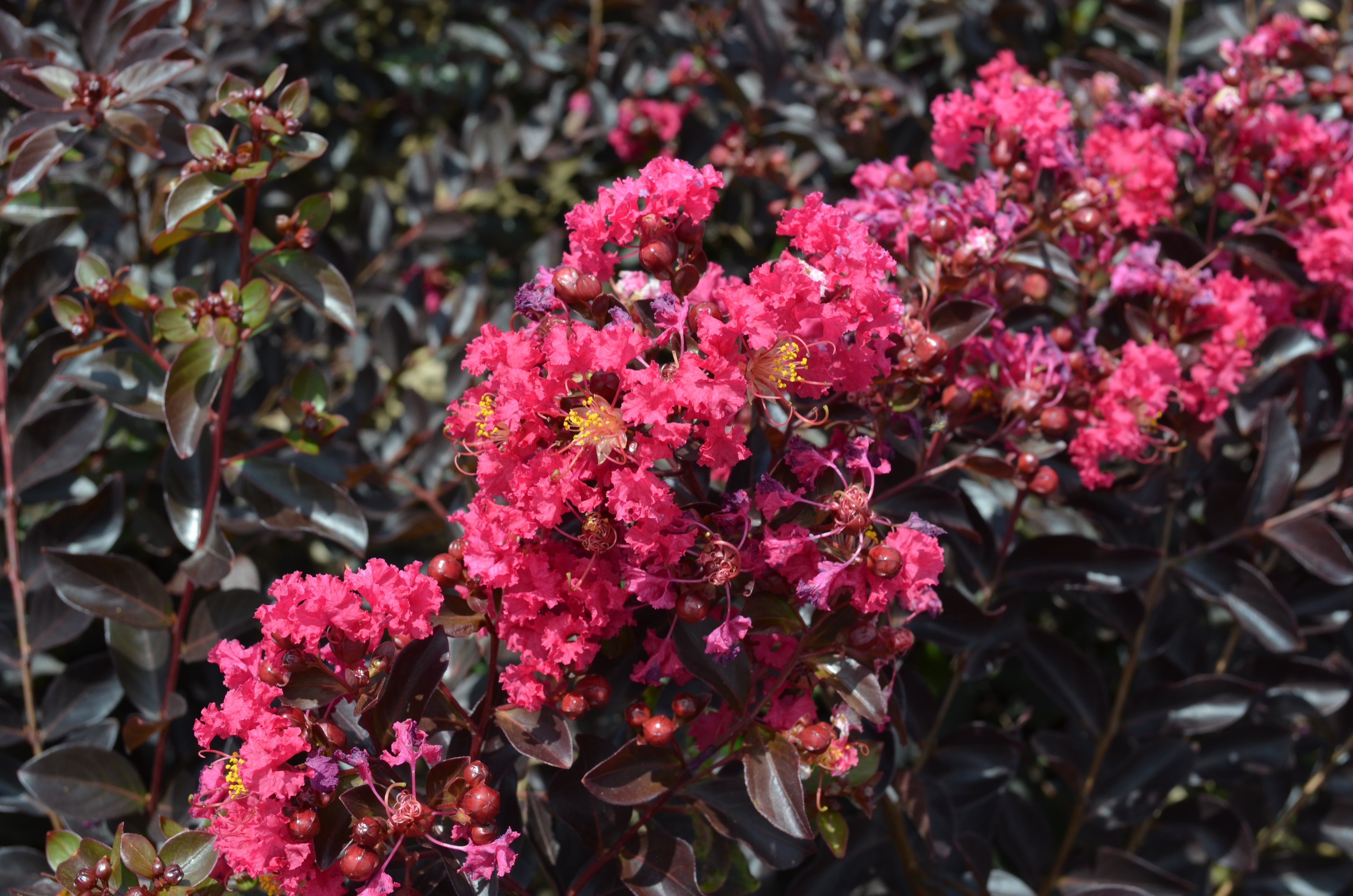 Pavé Pink™ Black Diamond® Dwarf Crape Myrtle - 2.5 Gallon Whiskey Barrel