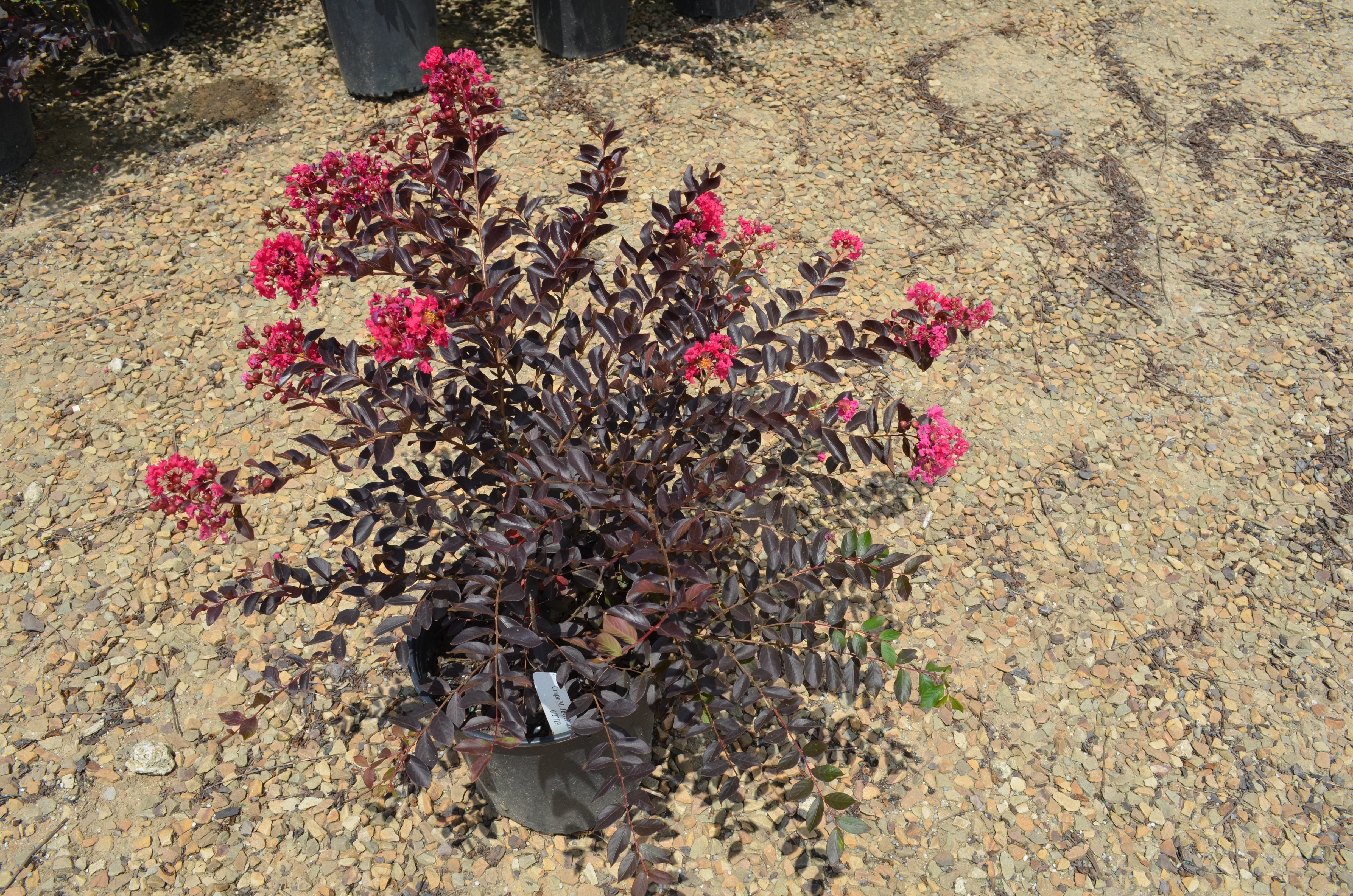 Pavé Pink™ Black Diamond® Dwarf Crape Myrtle - 2.5 Gallon Whiskey Barrel