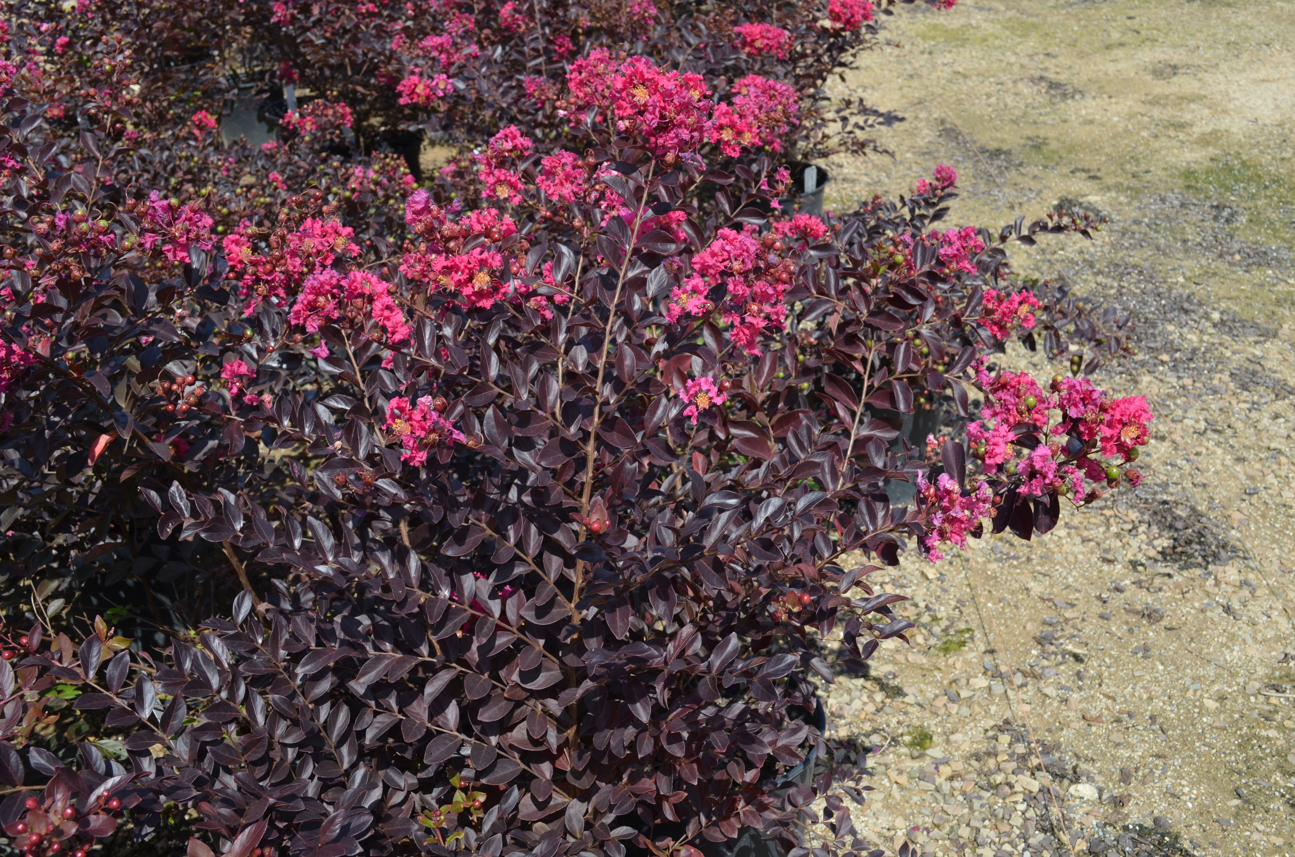 Pavé Pink™ Black Diamond® Dwarf Crape Myrtle - 1 Gallon