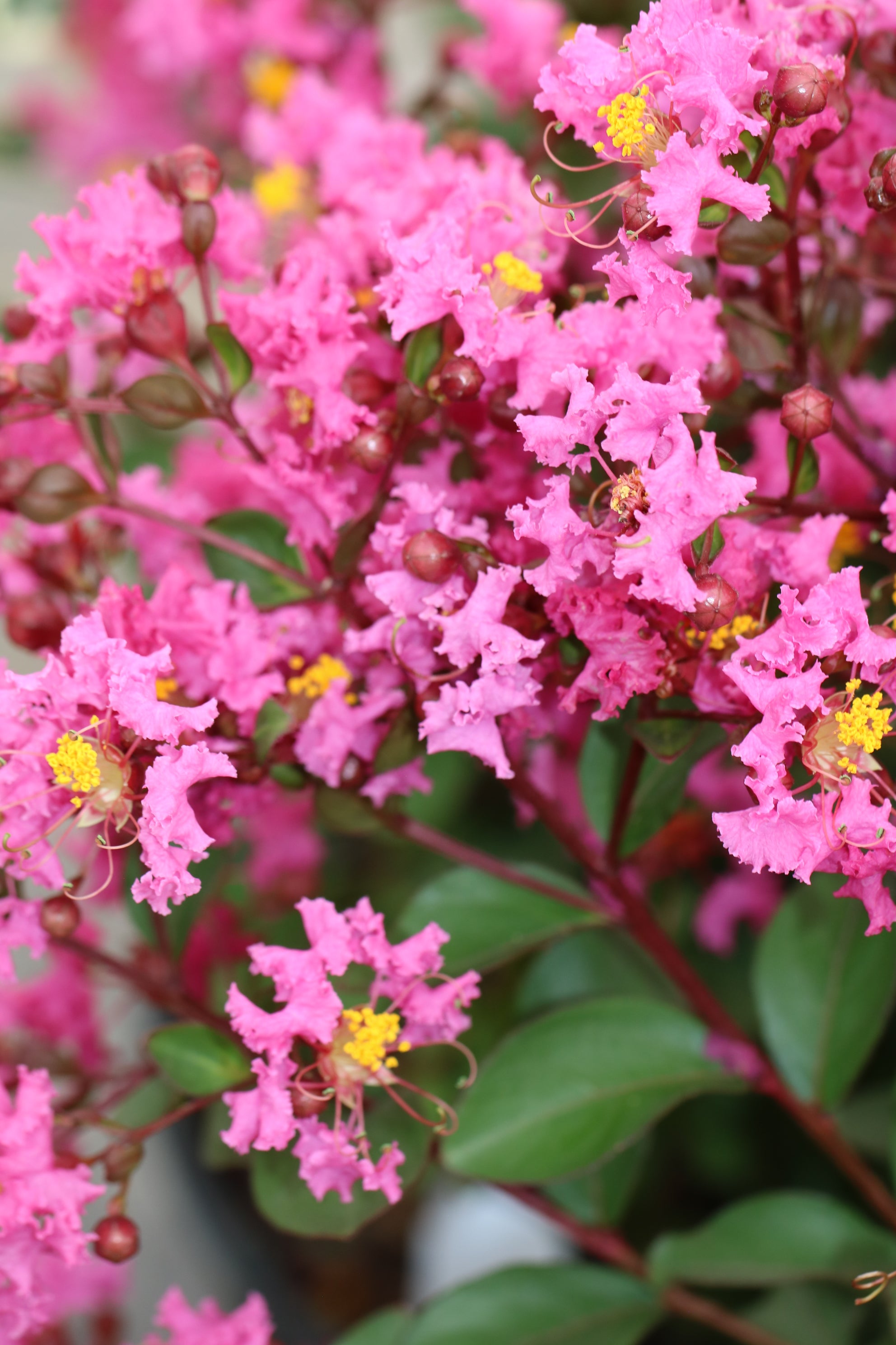 Pink Bijou™ - Emerald Empire® Crape Myrtle Flowering Shrub with Pink Blossoms - 2 Gallon