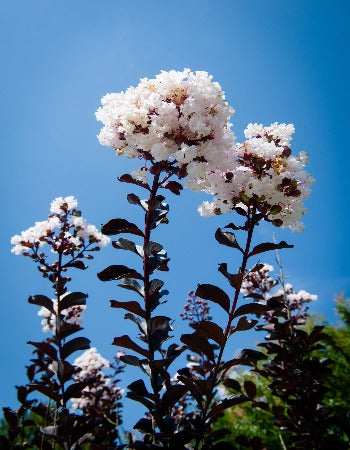 Pure White™ Black Diamond® Crape Myrtle - 2 Gallon