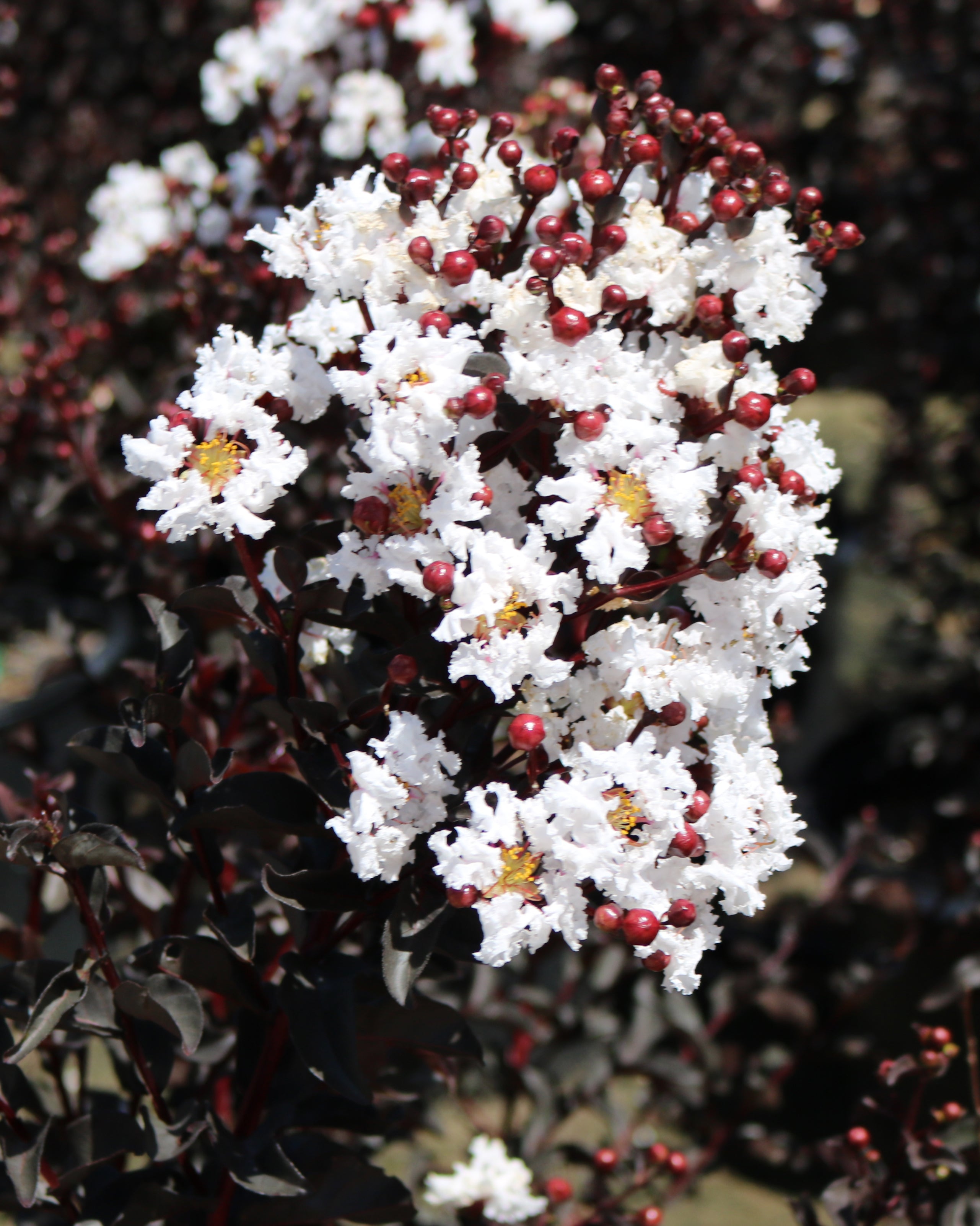 Pure White™ Black Diamond® Crape Myrtle - 2 Gallon