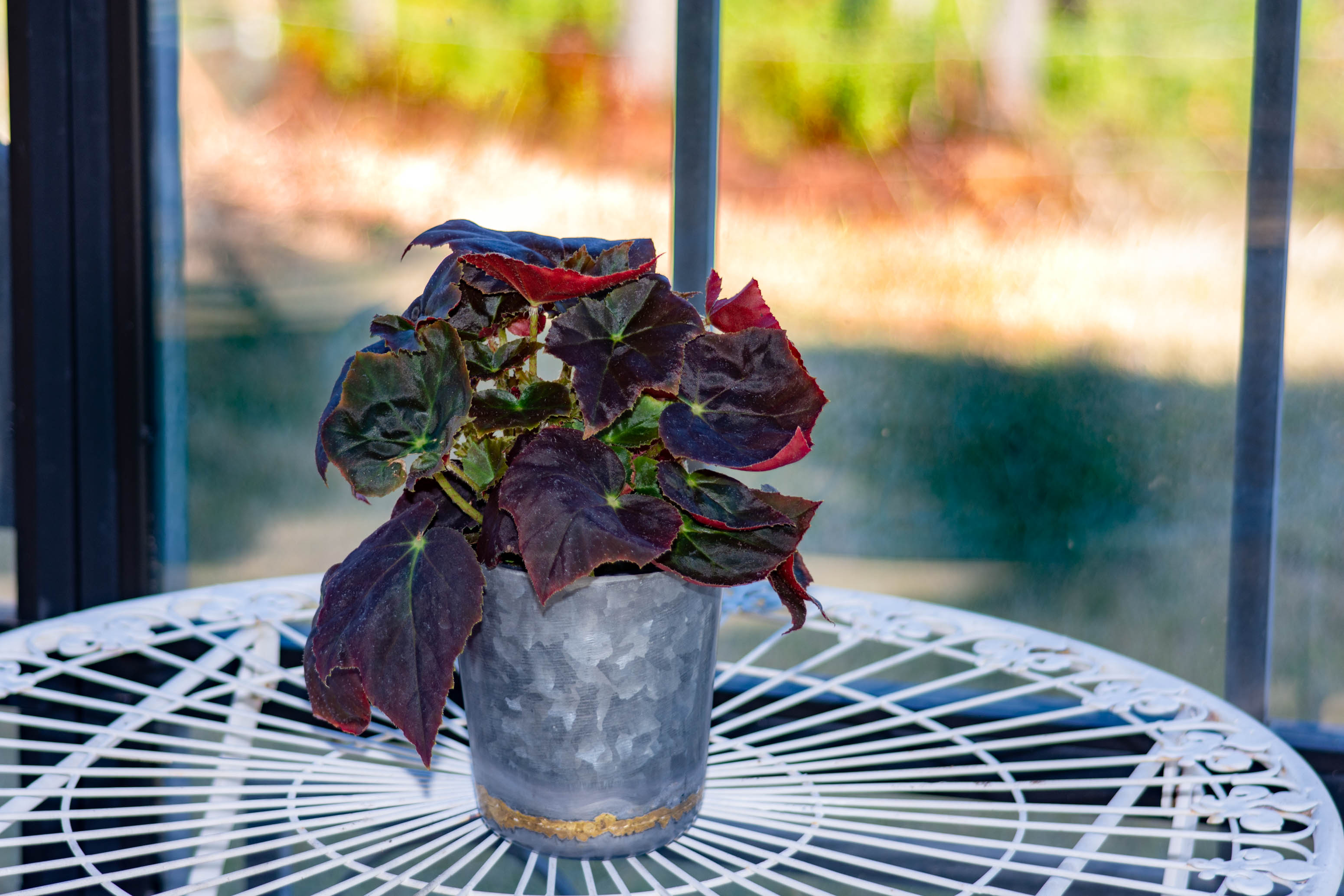 Joyful Jasper™ - Crown Jewel® Begonia Plant - 9 inch Deco Pot