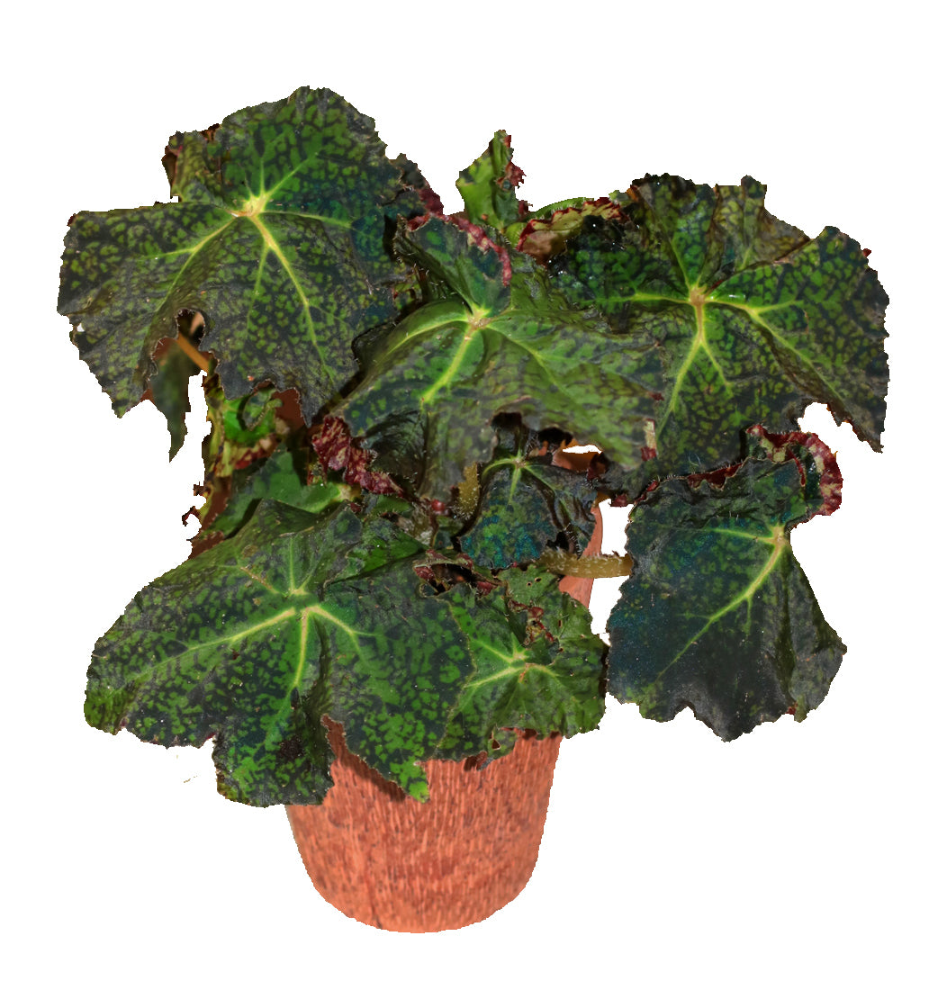 Tranquility™ - Crown Jewel® Begonia Plant - 9 inch Deco Pot