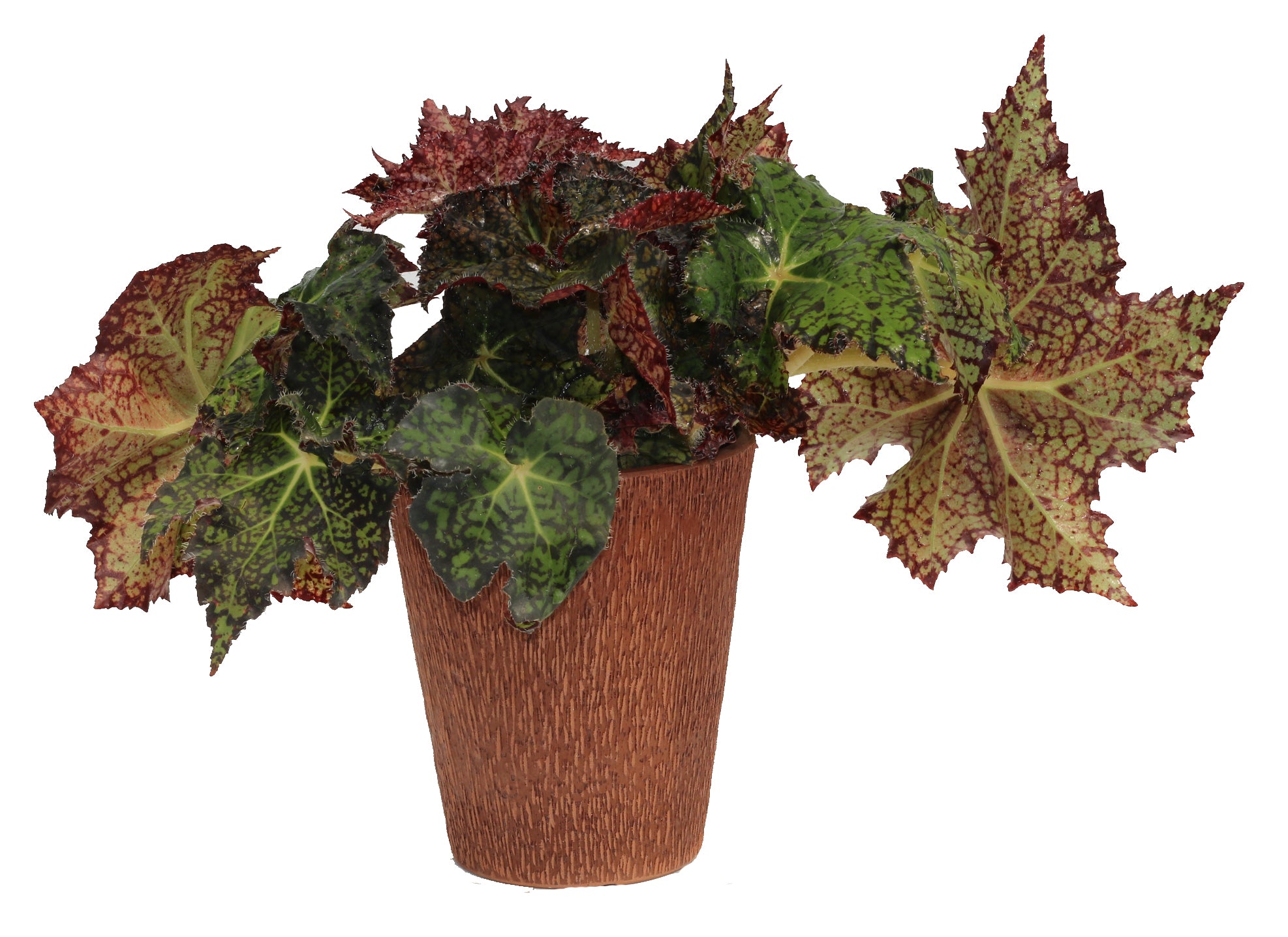 Tranquility™ - Crown Jewel® Begonia Plant - 9 inch Deco Pot